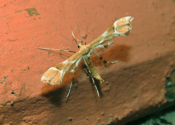 Cnaemidophorus rhododactylus Pterophoridae